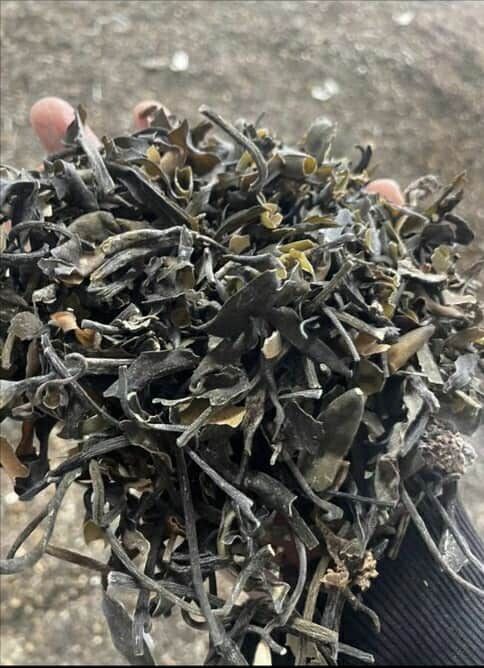 imagen de SEAWEED PERUVIAN EXPORT FROM PERU con id 33422