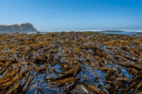 imagen de ALGAE PERU SEAWEED- WHOLESALE SUPPLY con id 36717